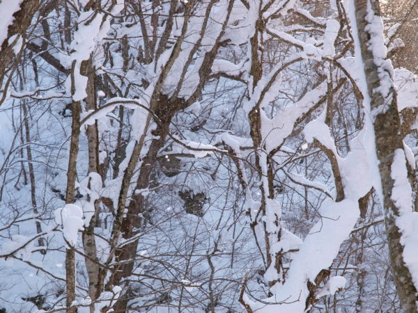 奥入瀬diary | 奥入瀬フィールドミュージアム