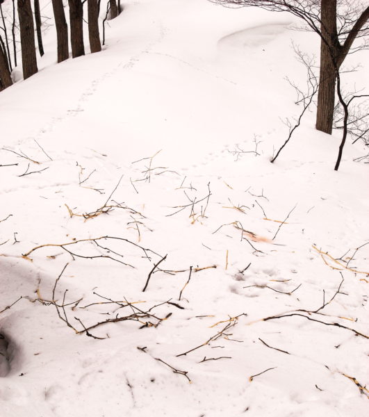 奥入瀬diary | 奥入瀬フィールドミュージアム