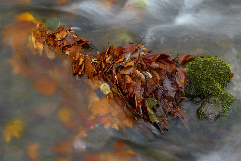 なぜ川は落葉であふれかえらないのだろうか
