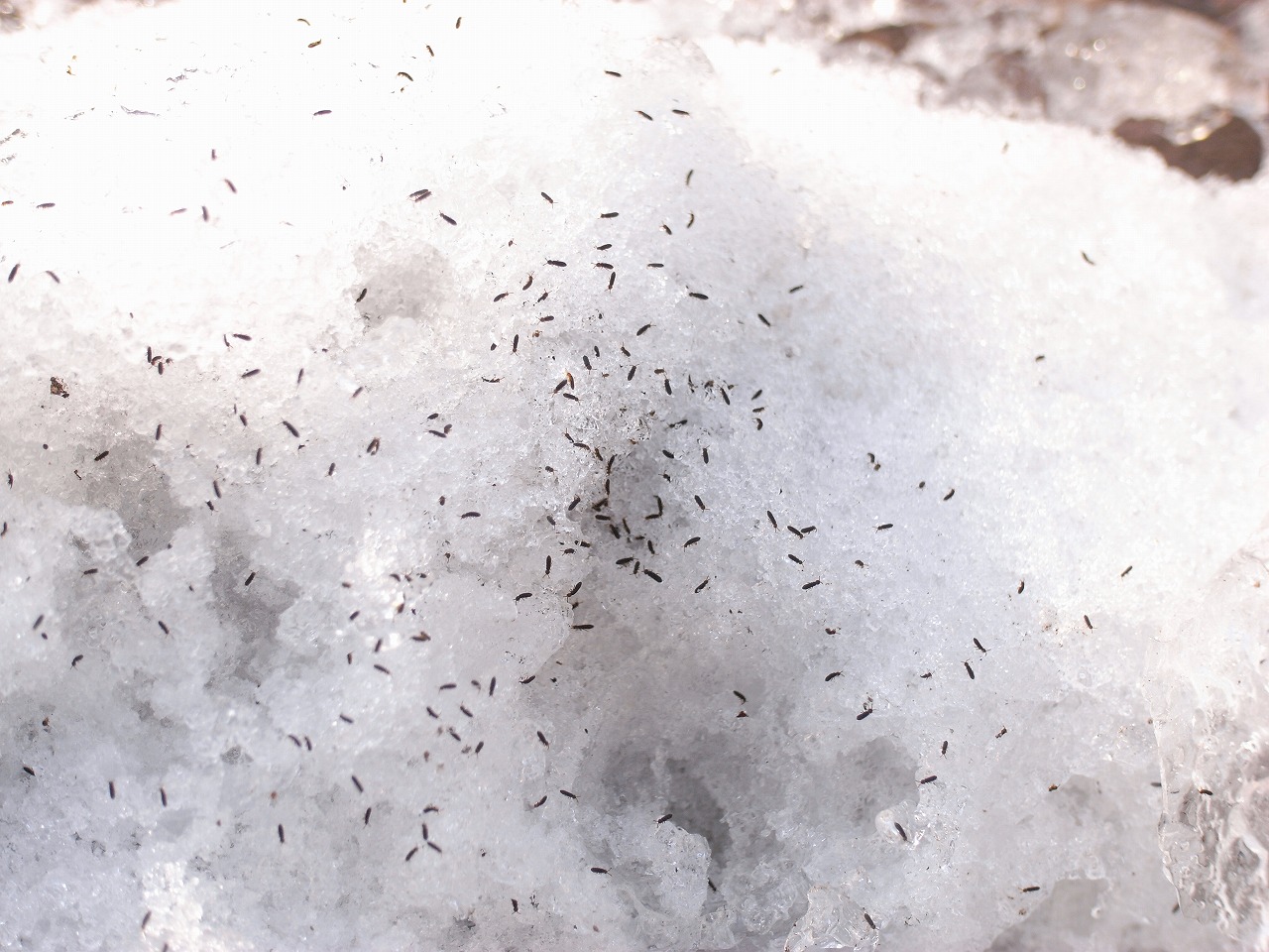 冬明けを告げる雪上の昆虫―トビムシ（その１）