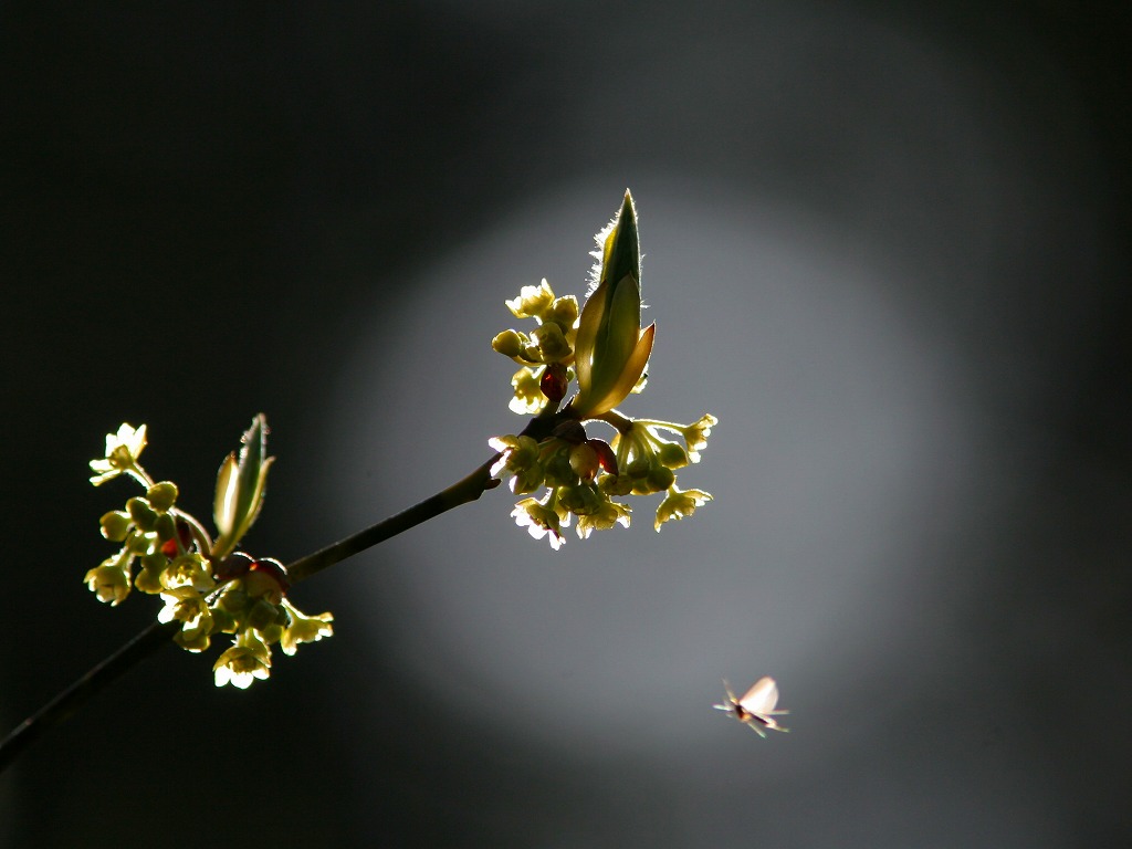 オオバクロモジはなぜ自ら花と実を落とすのか