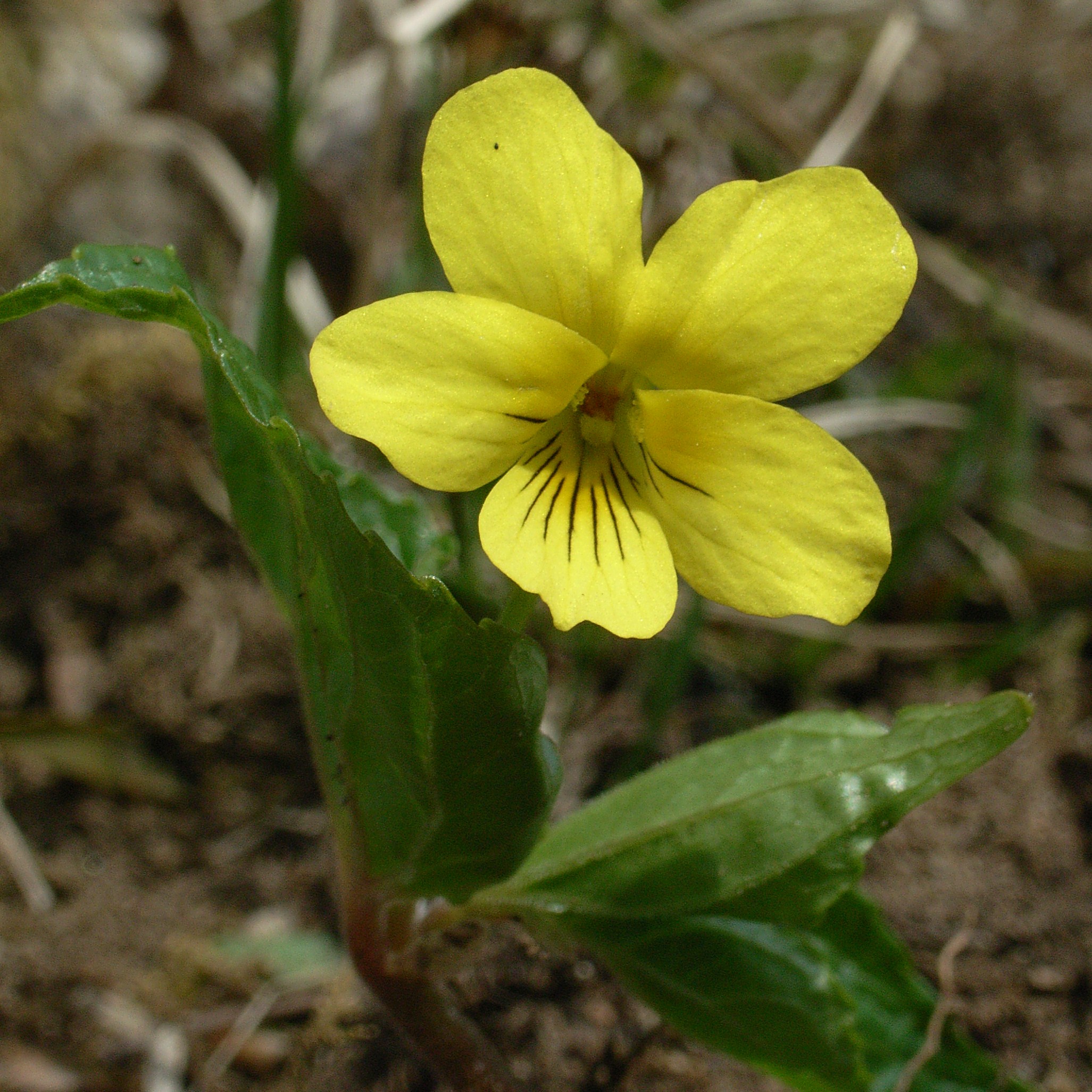 オオバキスミレという黄色い菫