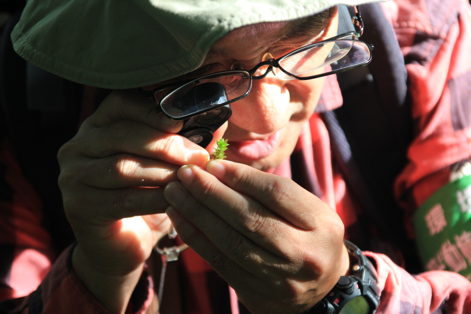 コケのはなし（その３）