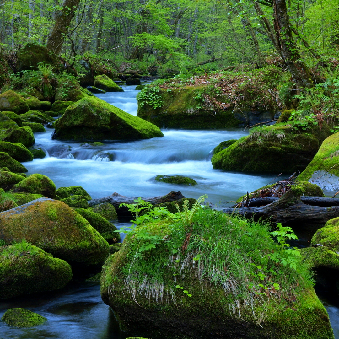 コケのはなし（その５）