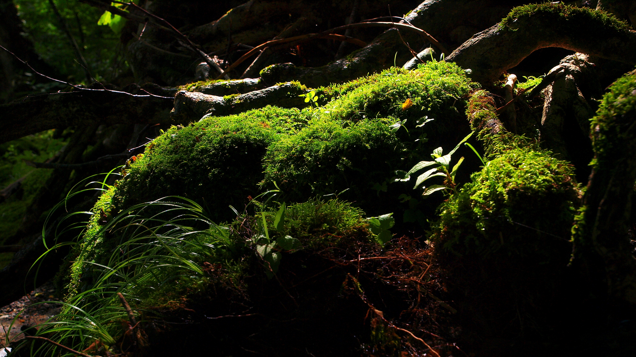 コケのはなし（その８）